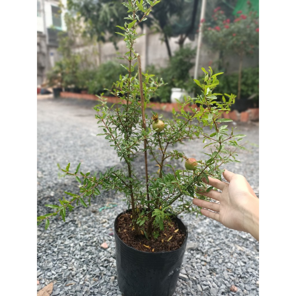 Cây Lựu Thái trái to - giao cây trưởng thành sắp cho trái - DINH DƯỠNG TỰ NHIÊN Shop