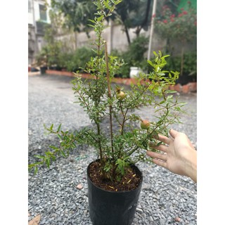 Cây Lựu Thái trái to - giao cây trưởng thành sắp cho trái - DINH DƯỠNG TỰ NHIÊN Shop