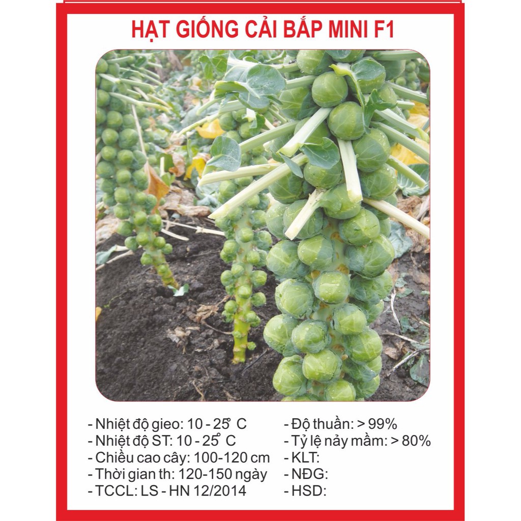 Hạt giống Cải Bắp Mini 20 Hạt