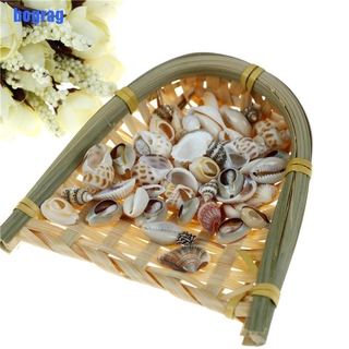 Vỏ Ốc Tự Nhiên Trang Trí Bể Cá