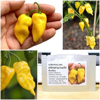 Hạt giống ớt Habanero Vàng 10 hạt