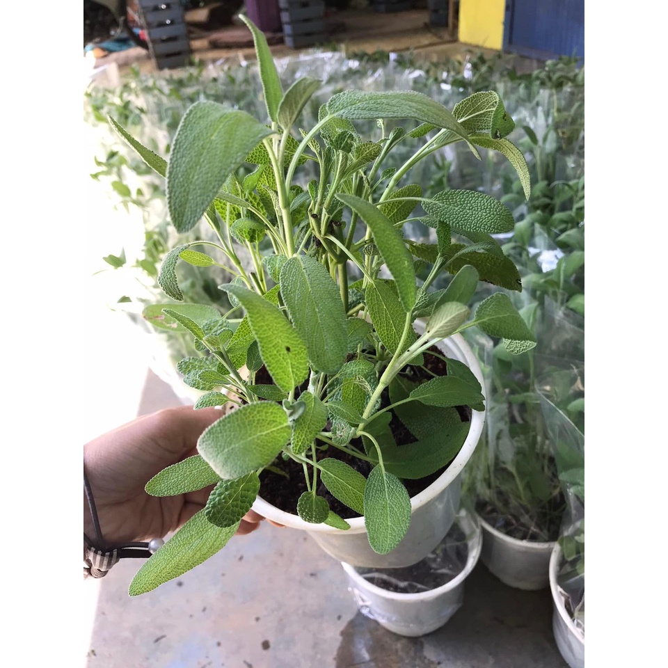 Cây Xô Thơm - Culinary Sage - cây giống gia vị Âu