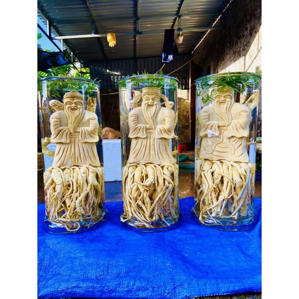 Đinh lăng điêu khắc, tam đa 25l