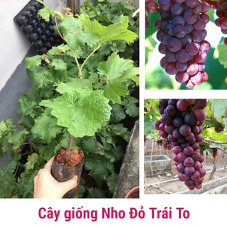 Cây giống nho đỏ trái to