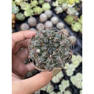 Xương rồng Thần long 5cm