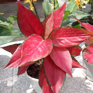 🍓 Cây Hồng Phát Lộc ( lá đỏ đậm )🍓