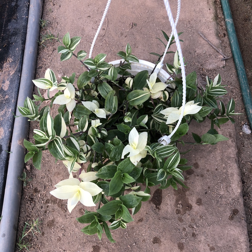 Cây thài lài cẩm thạch trồng chậu treo, Độ dài ngọn 20cm lá đốm bắt mắt, sức sống mãnh liệt dễ dàng chăm sóc
