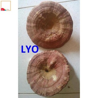 Nấm Linh chi đỏ Hàn Quốc