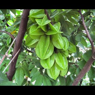 Cây khế ngọt giống