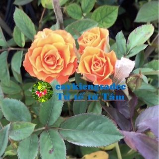 caykiengsadec - Hoa hồng (Cam) - tặng phân bón cho cây mau lớn - trang trí nội thất cảnh quan sân vườn