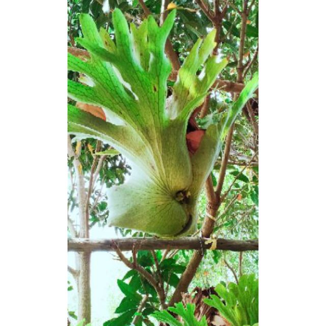Cây ổ rồng giống to holtumii