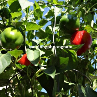 HẠT GIỐNG ỚT CHUÔNG