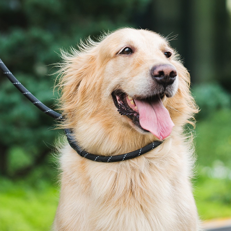 Dây dắt cổ cho chó to đi dạo tự động co dãn có tay cầm