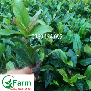 Cây hoa trà my loại bầu giống