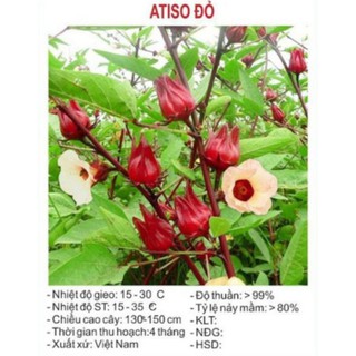 25 hạt giống hoa atiso đỏ
