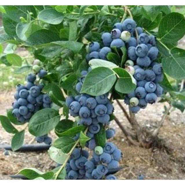 71a Hạt giống Việt quất  ĐẾN MÙA