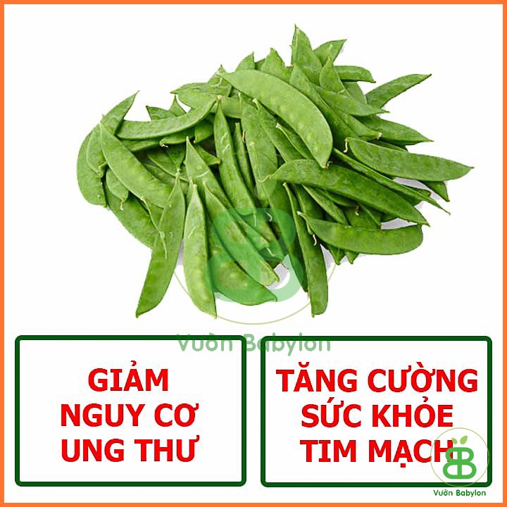 Hạt Giống Đậu Hà Lan (Thu Trái) Năng Suất Cao 20G