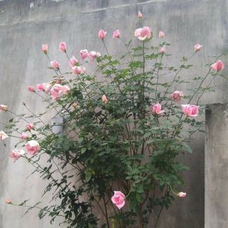 Cây hoa hồng nữ hoàng sadec