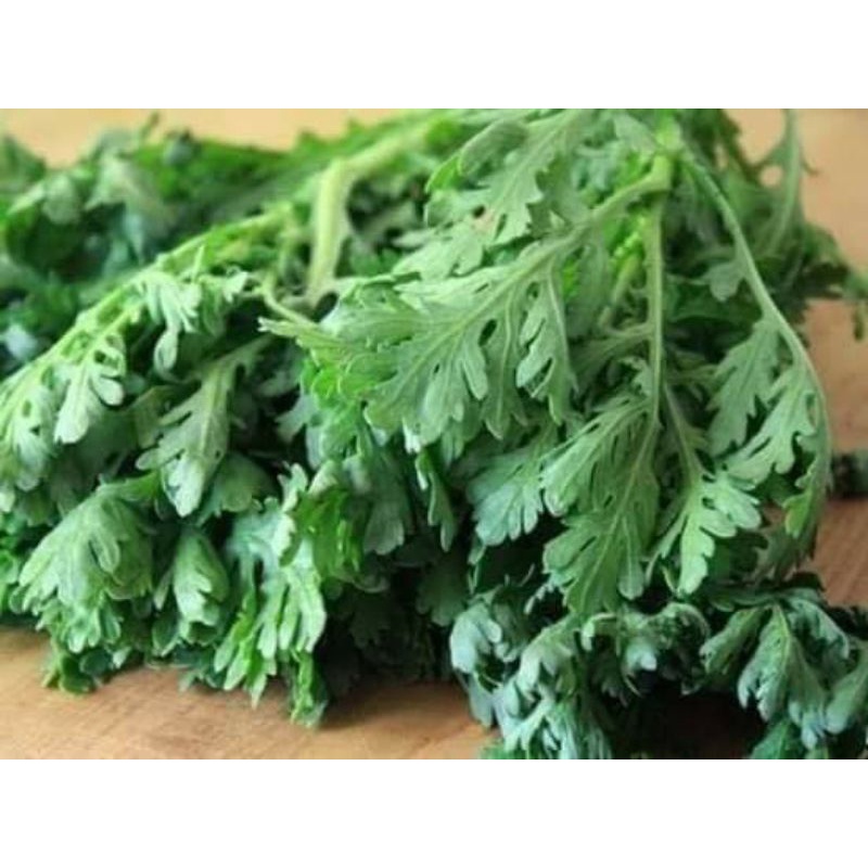 Hạt Giống Rau Cải Cúc f1  🤗 Siêu Nảy Mầm 🥬 năng suất cao