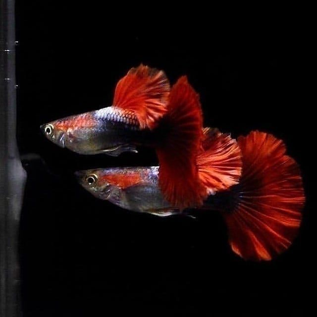 Cám cá guppy HB Red Rose + Tặng thùng xốp 30x20x10 chống thấm