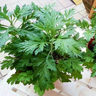 Cây ngải cứu ( bầu đất)