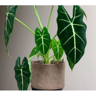 Đèn Neon Celadi Trang Trí Nhà Cửa Độc Đáo