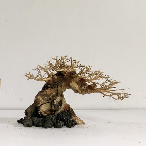 LŨA BONSAI - LŨA THUỶ SINH - Bonsai Mini Linh Sam Ghép Tán Xương