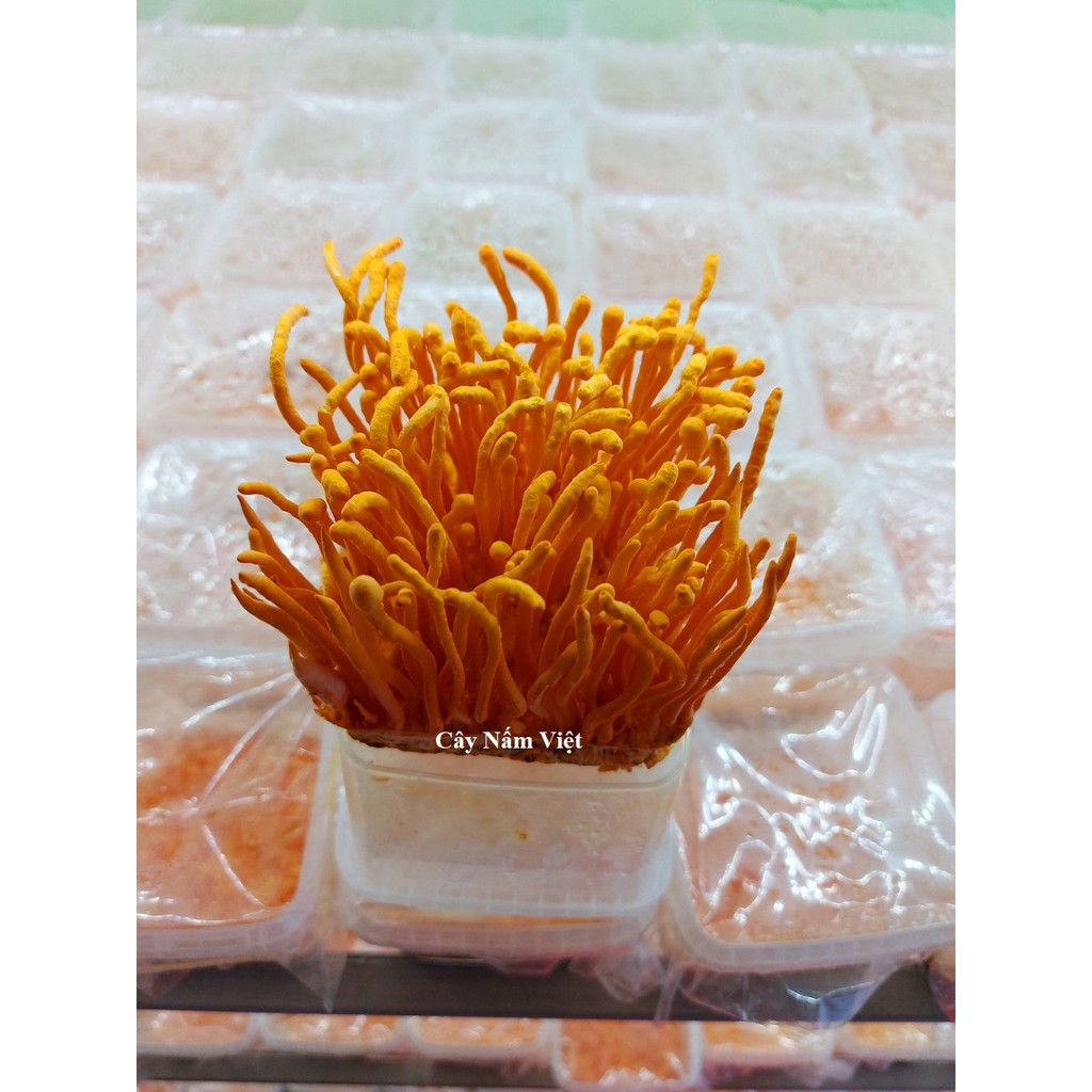 Đông Trùng Hạ Thảo khô sấy thăng hoa 10G loại vụn - Cây Nấm Việt