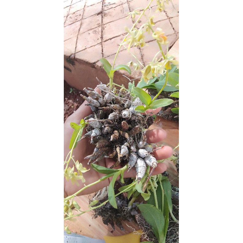 hoa lan denro trường sơn 1 khóm chỉ 35k