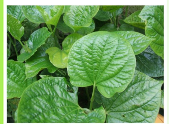 Combo 3 Cây lá lốt giống