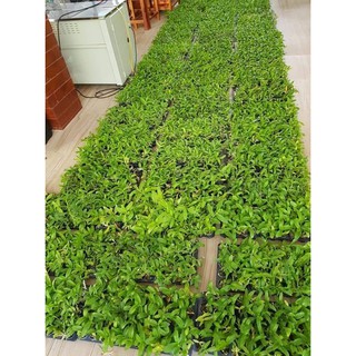 [Rẻ Vô Địch] Lan phi điệp 5 Cánh Trắng Phú Thọ (Cây Con Giống Gieo Hạt)