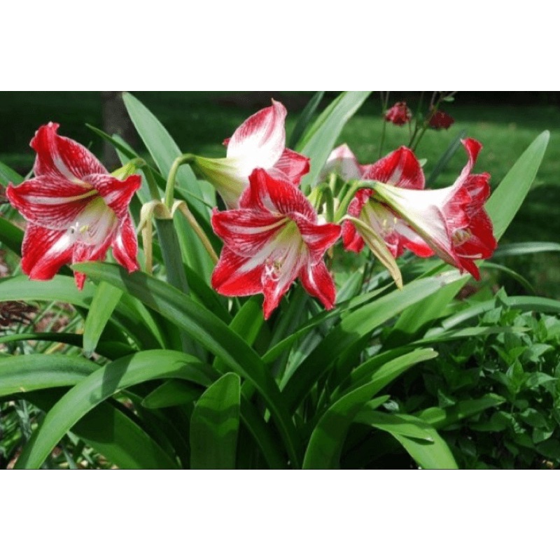 Cây loa kèn-  Lan Huệ Tây