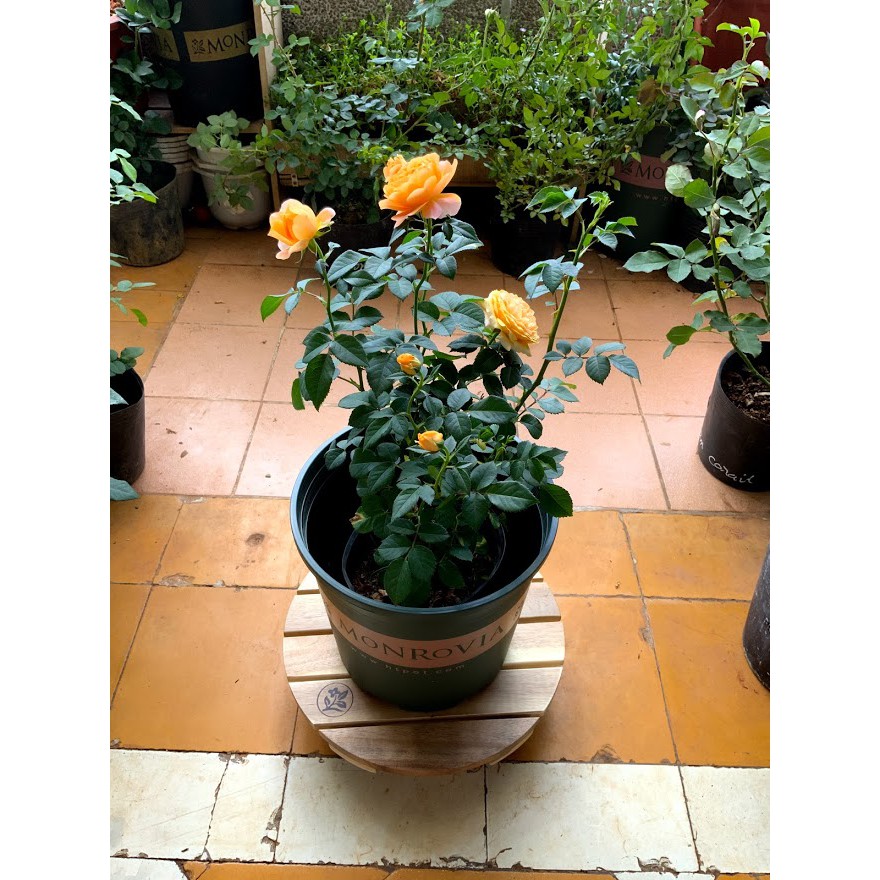 Đế gỗ đặt chậu cây di động, bánh xe có khóa