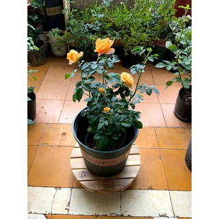 Đế gỗ đặt chậu cây di động, bánh xe có khóa