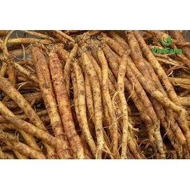 COMBO 5 CÂY CÁT SÂM GIỐNG
