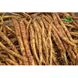 COMBO 5 CÂY CÁT SÂM GIỐNG
