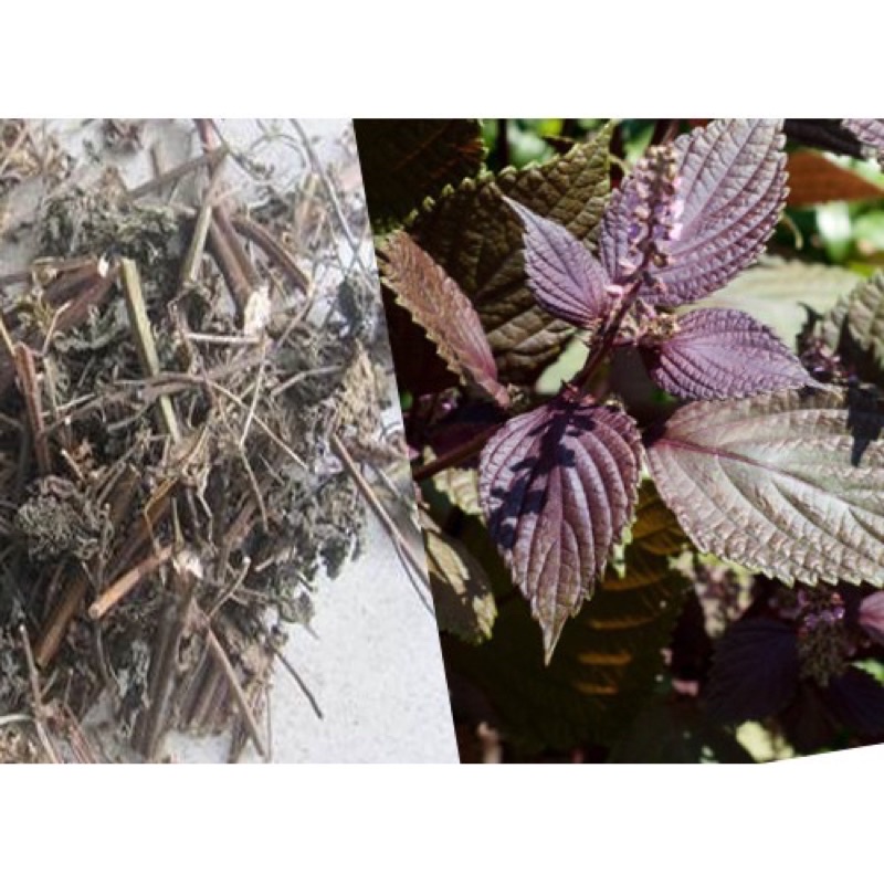 Combo 1 kg Thảo dược lá tía tô Khô nguyên chất