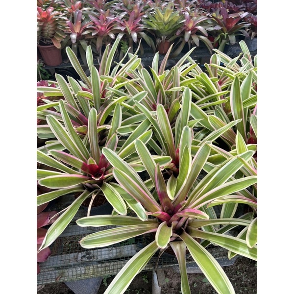Dứa màu nam mỹ cây lớn