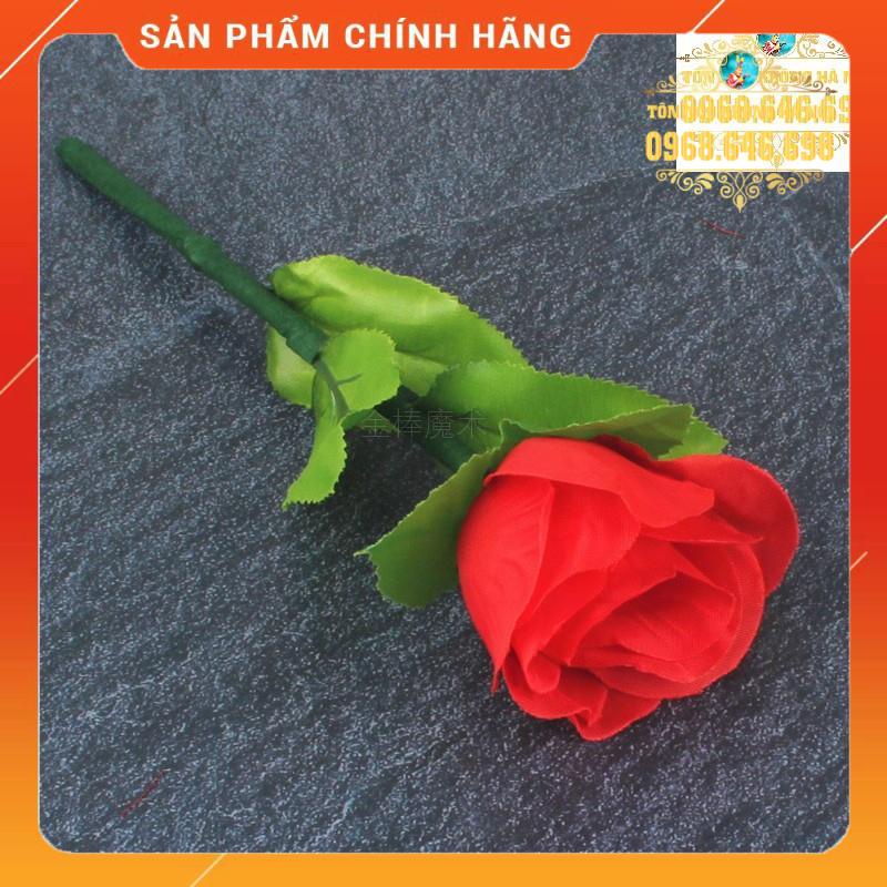 hoa hồng hồi sinh ảo thuật