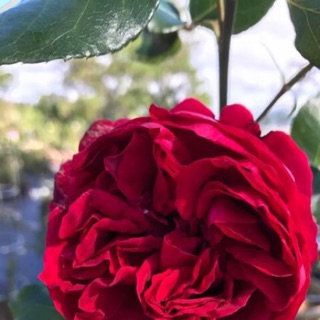 Hoa hồng Red eden