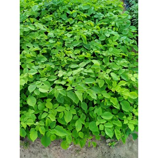 combo 5 cây gỗ quý. gõ,xưa,lim,giáng hương,cẩm lai