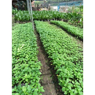 Cây ớt peru - ớt đắt nhất thế giới + tặng kèm 5 trái chín