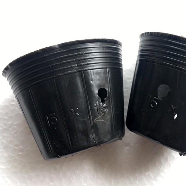 ( SIÊU RẺ ) 1 kg bầu ươm cây kích thước 15x13 khoảng 270 chiếc