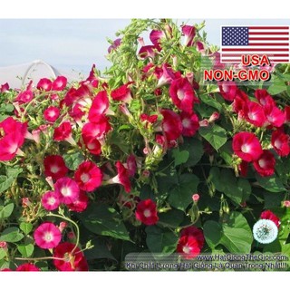 7GR 200.HẠT Hạt Giống Dây Leo Hoa Bìm Bìm Đỏ Scarlet (| -KD: B35*V52)