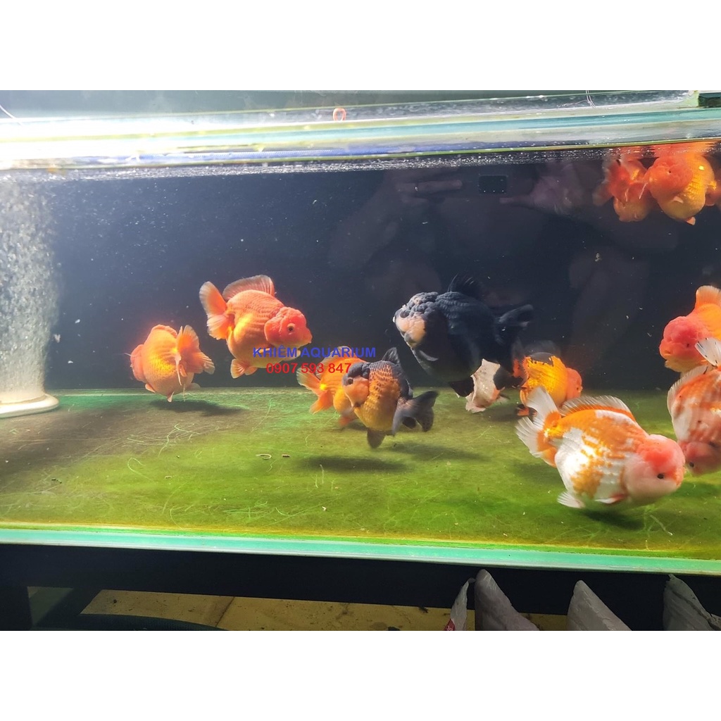 Thức ăn hằng ngày cho cá vàng Sun Sun Goldfish Balance cám tăng trưởng body,màu