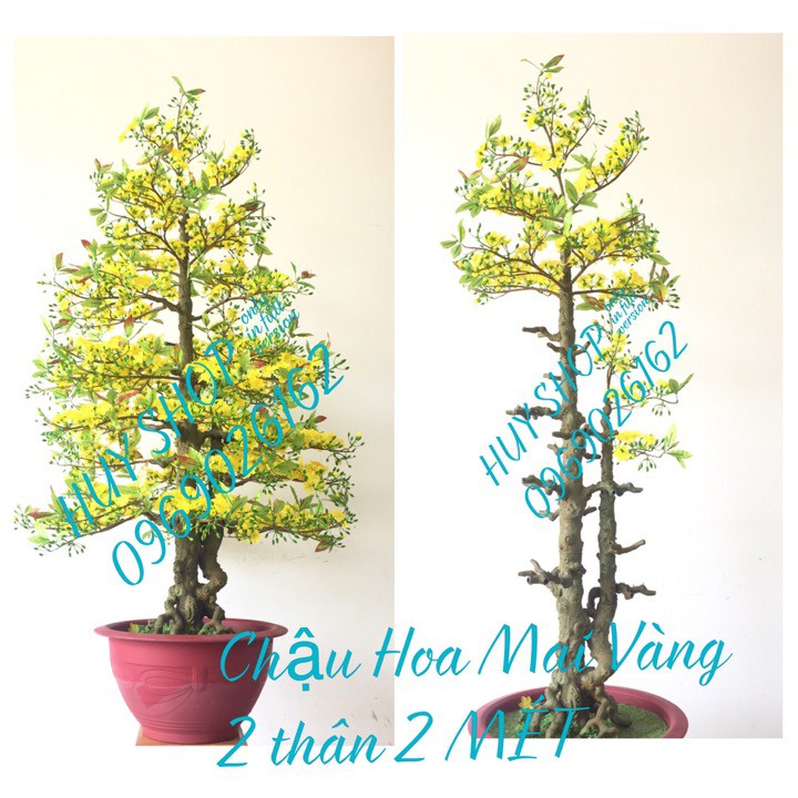 CHẬU HOA MAI GIẢ - CHẬU HOA MAI VÀNG 2 MÉT