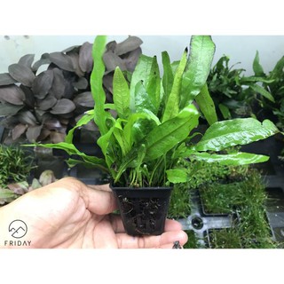 Cây thủy sinh Dương Xỉ Java (Microsorum java)