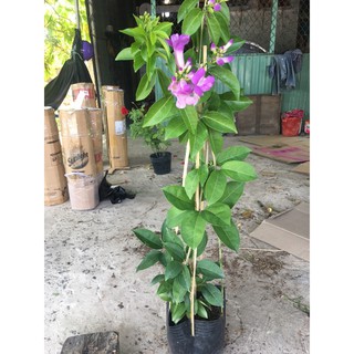 Cây lan tỏi