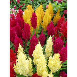 Hạt giống hoa Celosia hoa mào lửa 100h