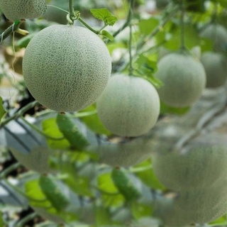Hạt Giống Dưa Lưới  F1